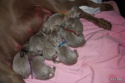 des diamants gris d'Elisa - Les chiots de Chrystalle & Uhrion .