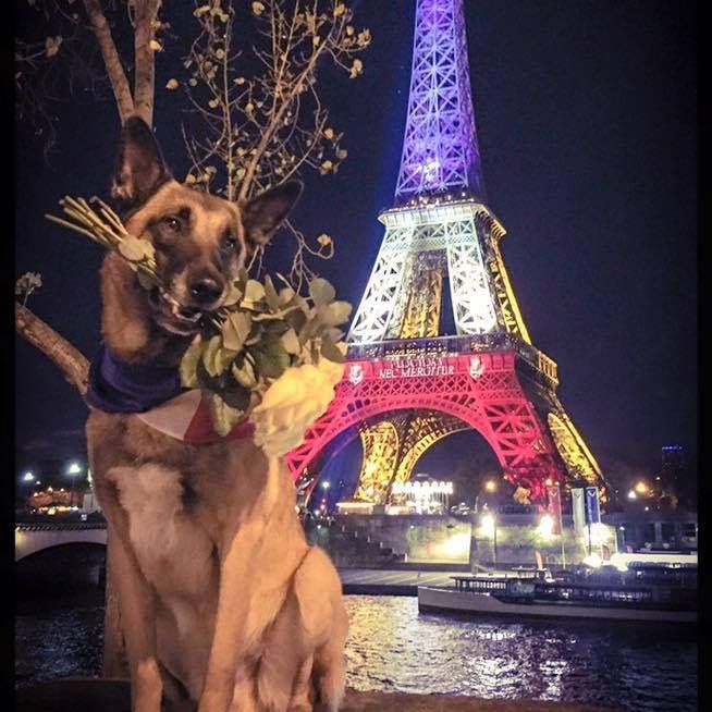 des diamants gris d'Elisa - Hommage à nos Soldats canins !