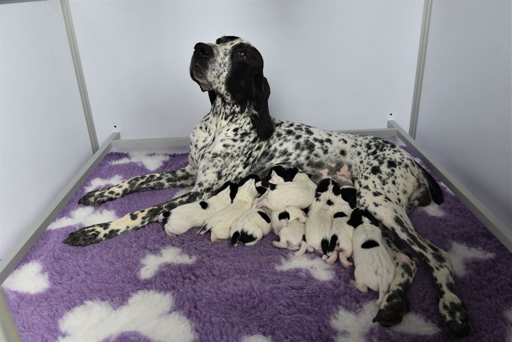 des diamants gris d'Elisa - ils sont là les petits chiots nés le 13Avril 2020
