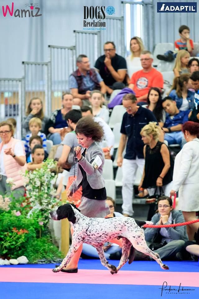 des diamants gris d'Elisa - Nantes 2017