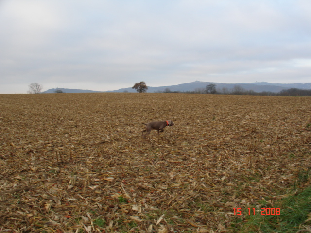 urhion a la chasse